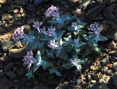 Crassula deltoidea