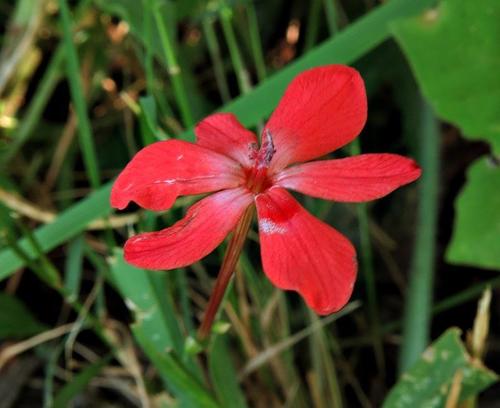 Freesia laxa image