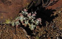 Crassula deltoidea