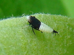 Scaphoideus incisus
