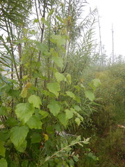 Betula platyphylla