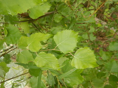 Betula platyphylla