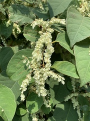 Reynoutria japonica