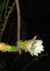 Weberocereus tunilla