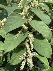 Reynoutria japonica