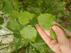 Betula platyphylla