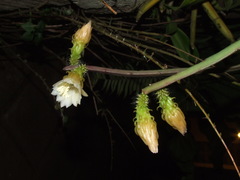 Weberocereus tunilla