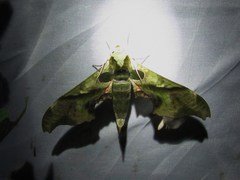 Adhemarius dariensis