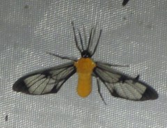 Cosmosoma impudica