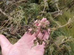 Urtica galeopsifolia