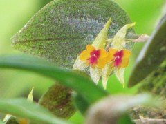 Lepanthes acuminata