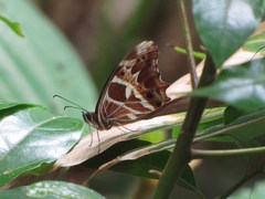 Oxeoschistus tauropolis tauropolis