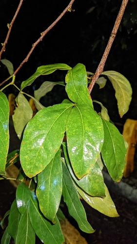 Image of Zygia longifolia by (c) Jake Rehage, some rights reserved (CC BY)