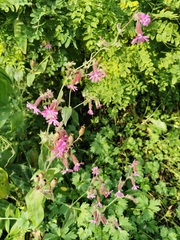 Silene dioica