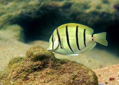 Convict Surgeonfish photo 5