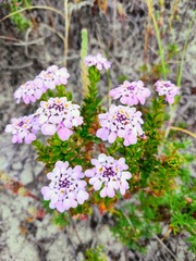 Iberis procumbens