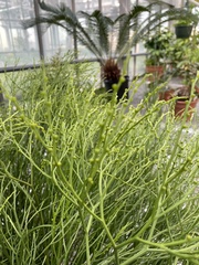 Psilotum