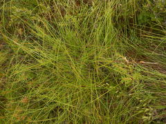 Carex globularis