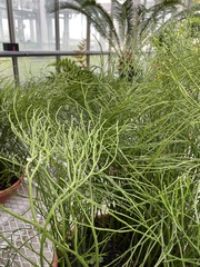 Psilotum