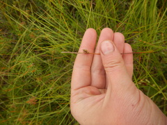Carex globularis