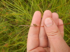 Carex globularis