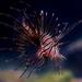 Indian Lionfish - Photo (c) brentch, some rights reserved (CC BY-NC)