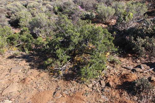 Heartleaf Asparagus (Asparagus multituberosus)