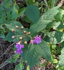 Vernonia glauca