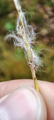 Carex bigelowii arctisibirica