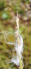 Carex bigelowii arctisibirica