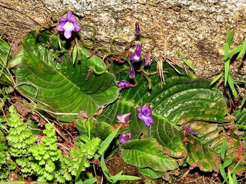 Streptocarpus galpinii image