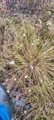 Carex bigelowii arctisibirica