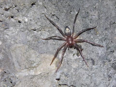Sagana rutilans