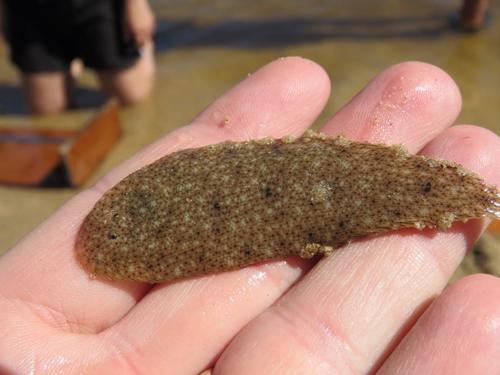 Cape sole (Heteromycteris capensis) — Soleidae — 2