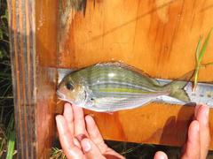 Rhabdosargus holubi