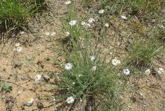 Felicia muricata muricata