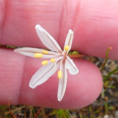 Trachyandra filiformis