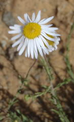 Felicia muricata muricata