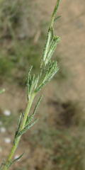 Felicia muricata muricata