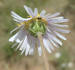 Felicia muricata muricata