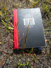 Trachyandra filiformis