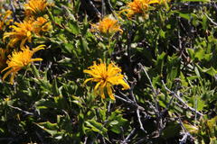 Berkheya spinosa