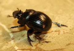 Catharsius tricornutus