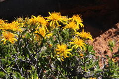 Berkheya spinosa