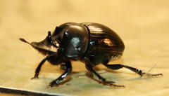 Catharsius tricornutus