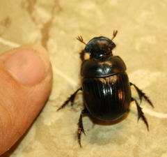 Catharsius tricornutus