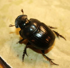 Catharsius tricornutus