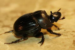 Catharsius tricornutus