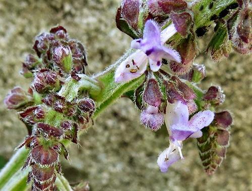 Plectranthus rubropunctatus image