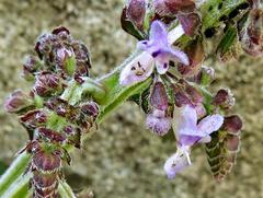 Plectranthus rubropunctatus image